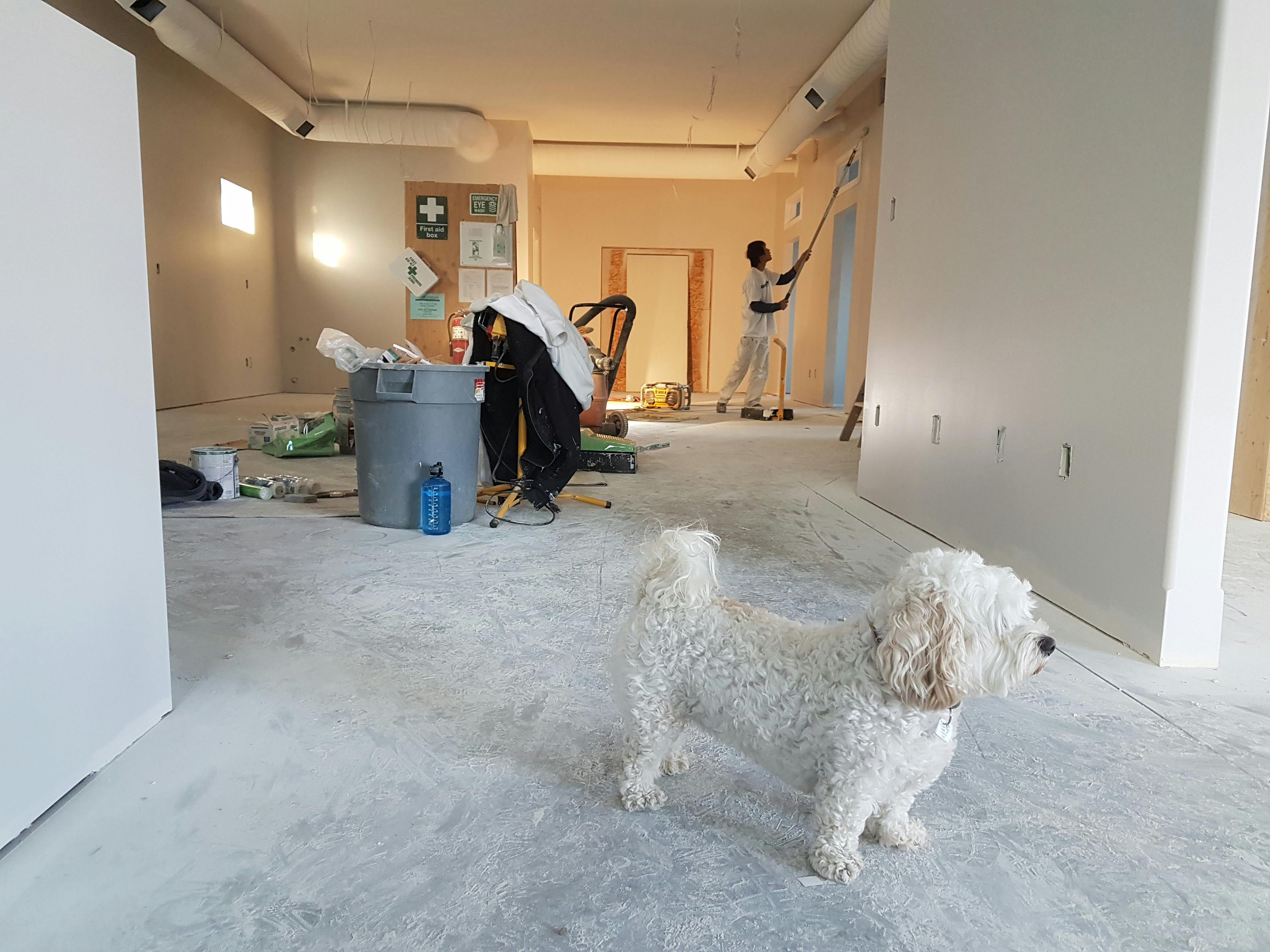 A painter working on repainting the interior of a house, with a small white dog nearby