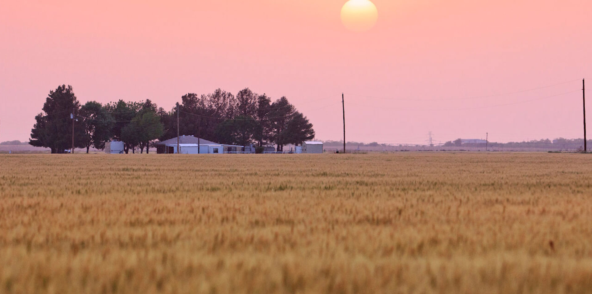sunset over a wheat field